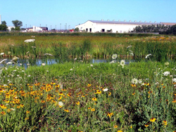 Wetlands
