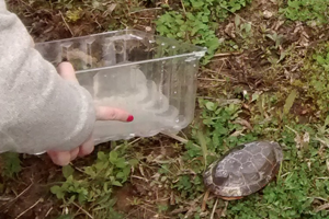 Turtle