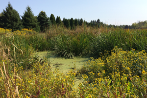 Wetlands